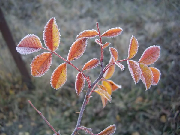 Autumn Leaves Plants Fruits Case Frost — Stock Photo, Image