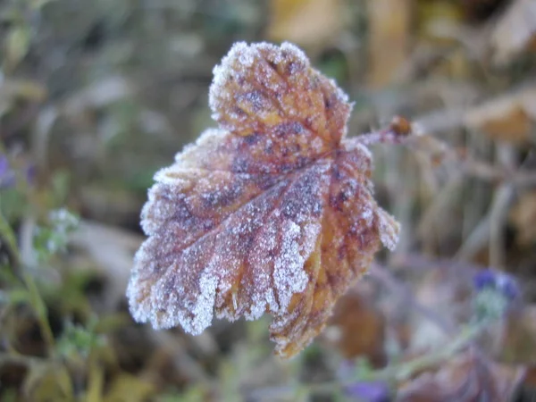 Daun Musim Gugur Tanaman Dan Buah Buahan Dalam Kasus Salju — Stok Foto