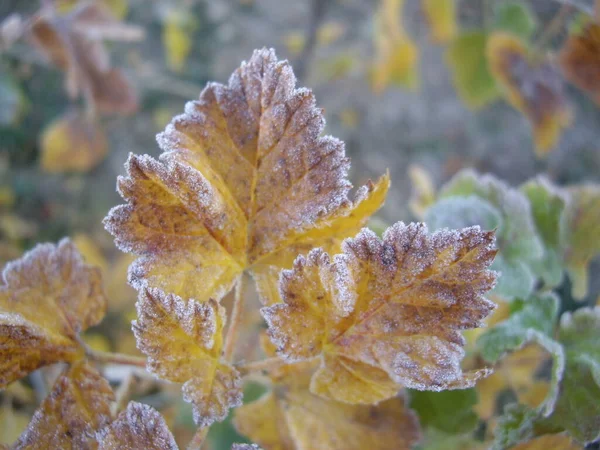 Autumn Leaves Plants Fruits Case Frost — Stock Photo, Image