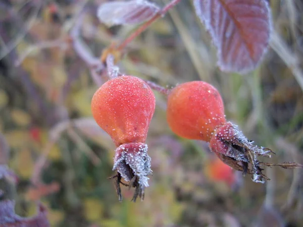 Herbstblätter Von Pflanzen Und Früchten Bei Frost — Stockfoto