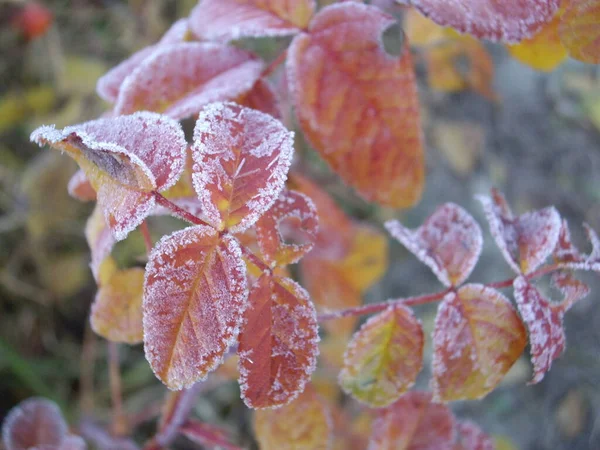 Autumn Leaves Plants Fruits Case Frost — Stock Photo, Image