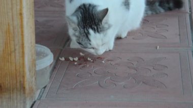 Kedi kahvaltıda kedi maması yer.