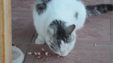 Kedi kahvaltıda kedi maması yer.