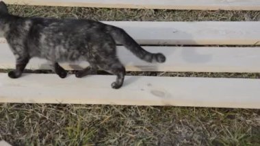 Kedi yeni düz tahta üzerinde yürür.