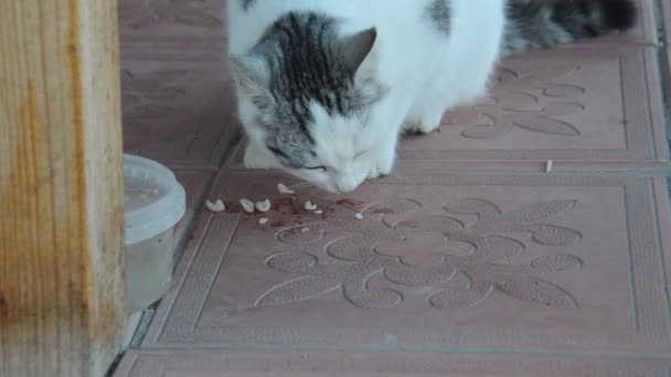 Cat Eats Cat Food Breakfast — Stock Video