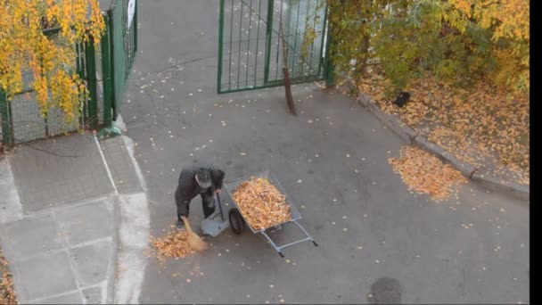 Elderly Janitor Sweeping Autumn Yellow Foliage Courtyard House — Stock Video