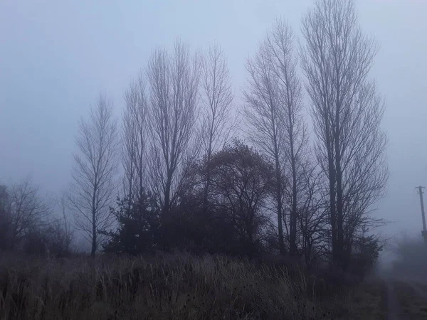 Niebla Matutina Campo —  Fotos de Stock