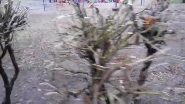 Mrożone Gałęzie Drzew Wczesną Zimą — Wideo stockowe