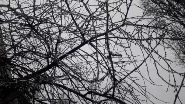 Ramos Árvores Congeladas Início Inverno — Vídeo de Stock