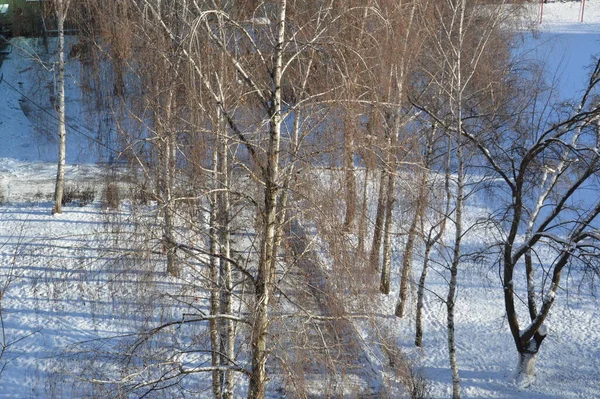 Télen Fák Fehér Hátterében — Stock Fotó