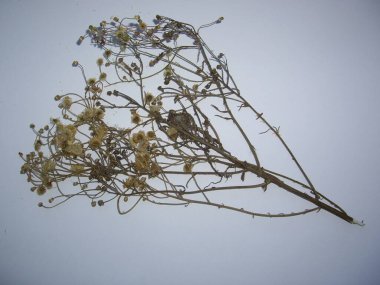 Beyaz arka planda kurumuş ağaç ve bitki yaprakları.