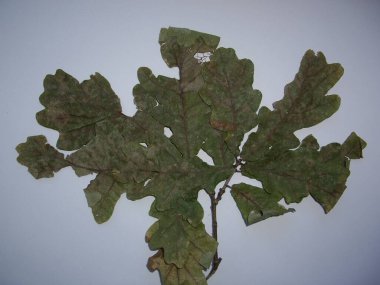 Beyaz arka planda kurumuş ağaç ve bitki yaprakları.