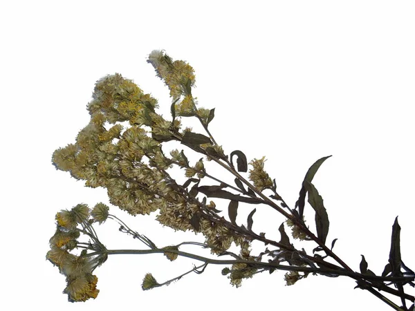 Torkade Blad Träd Och Växter Herbarium Vit Bakgrund — Stockfoto
