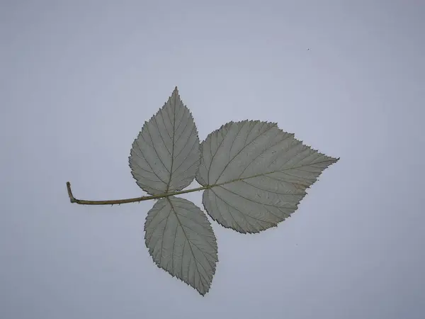 Folhas Secas Árvores Plantas Herbário Fundo Branco — Fotografia de Stock