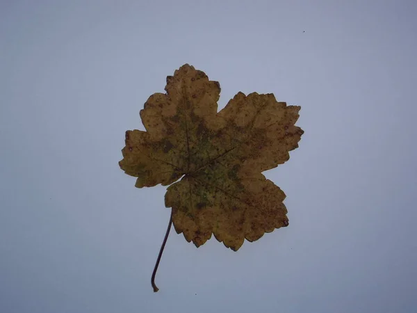Dried Leaves Trees Plants Herbarium White Background — Fotografia de Stock
