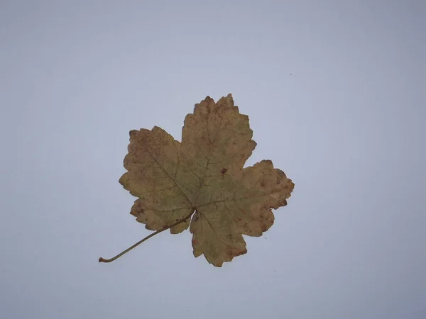 Αποξηραμένα Φύλλα Δέντρων Και Βοτάνων Λευκό Φόντο — Φωτογραφία Αρχείου