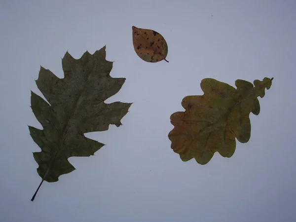 Getrocknete Blätter Von Bäumen Und Pflanzen Herbarium Auf Dem Weißen — Stockfoto