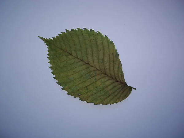 白い背景に木や植物のハーバリウムの乾燥葉 — ストック写真
