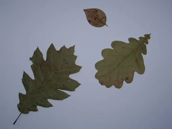 Sušené Listy Stromů Rostlin Herbář Bílém Pozadí — Stock fotografie