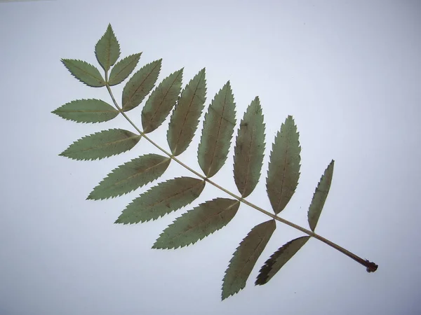 Torkade Blad Träd Och Växter Herbarium Den Vita Bakgrunden — Stockfoto