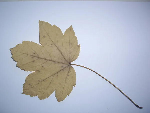 Folhas Secas Árvores Plantas Herbário Fundo Branco — Fotografia de Stock