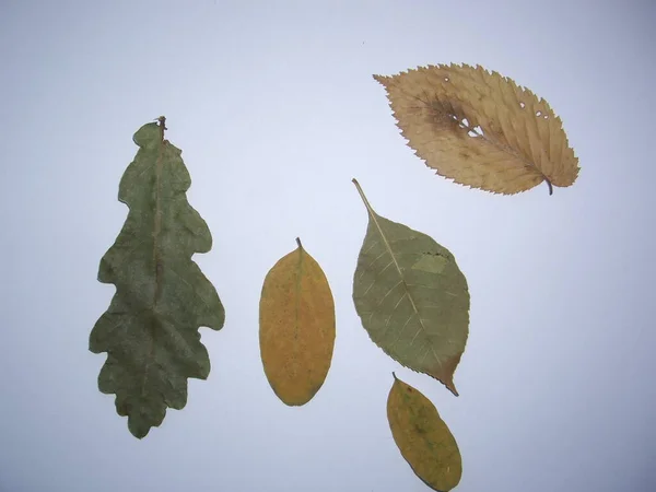 白い背景に木や植物のハーバリウムの乾燥葉 — ストック写真
