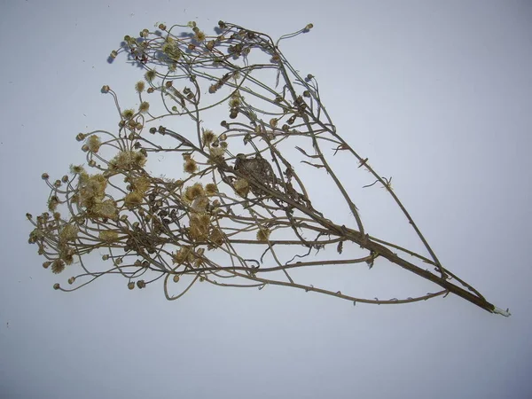 Dried Leaves Trees Plants Herbarium White Background — Fotografia de Stock