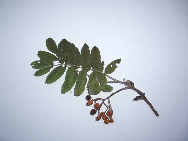 Dried Leaves Trees Plants Herbarium White Background — Fotografia de Stock