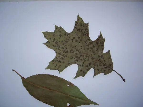 Dried Leaves Trees Plants Herbarium White Background — Fotografia de Stock