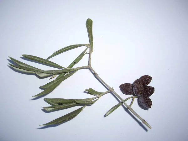 Dried Leaves Trees Plants Herbarium White Background — Fotografia de Stock