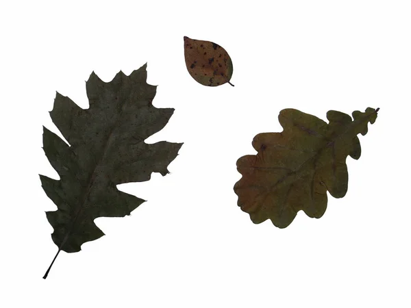 Dried Leaves Trees Plants Herbarium White Background — Fotografia de Stock