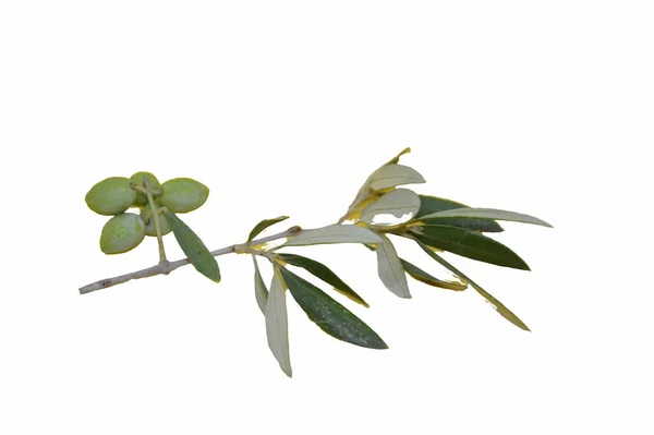 Olive Branche Huile Nature — Photo