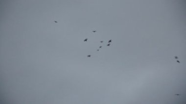 Sabahları bir karga sürüsü şehirdeki evlerin üzerinde uçuyor.