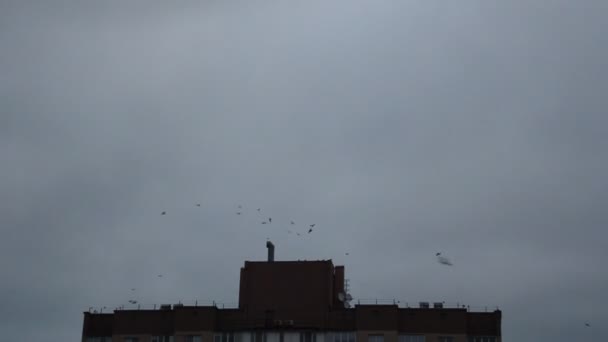 Flock Crows Flies Morning Houses City — Stock Video