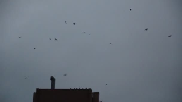 Зграя Ворон Літає Вранці Над Будинками Місті — стокове відео