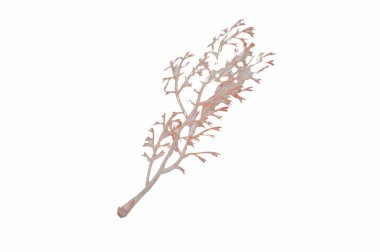 Beyaz arkaplanda dekoratif eşyalar