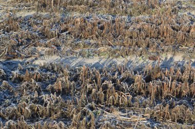 Köydeki bir arazide karla kaplı bir kış bahçesi