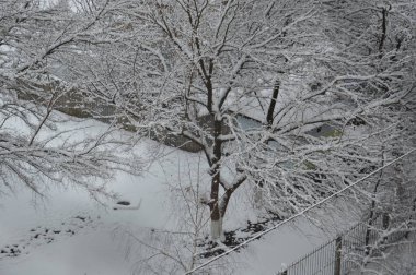 Şehirde karla kaplı dallar ve ağaç gövdeleri