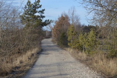Buz ve karla kaplı donmuş orman yolu.