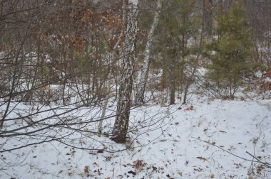 Kar fırtınasında kar ormanları yağar