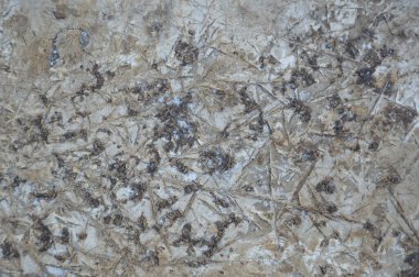 Kışın donmuş toprakların desenleri ve dokuları