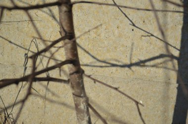 Ağaç dalları ve gövde ayrıntıları