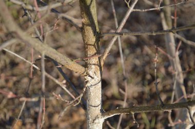 Ağaç dalları ve gövde ayrıntıları