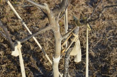 Ağaç dalları ve gövde ayrıntıları