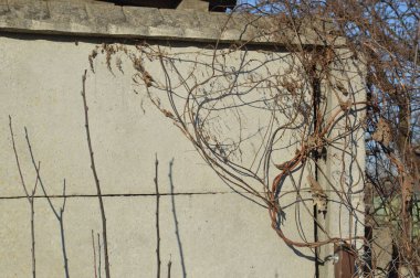 Ağaç dalları ve gövde ayrıntıları