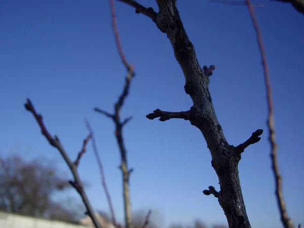 Details Tree Branches Trunks — Photo