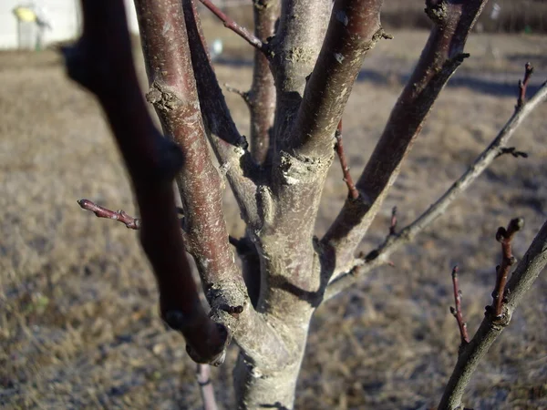 Details Tree Branches Trunks — Stockfoto