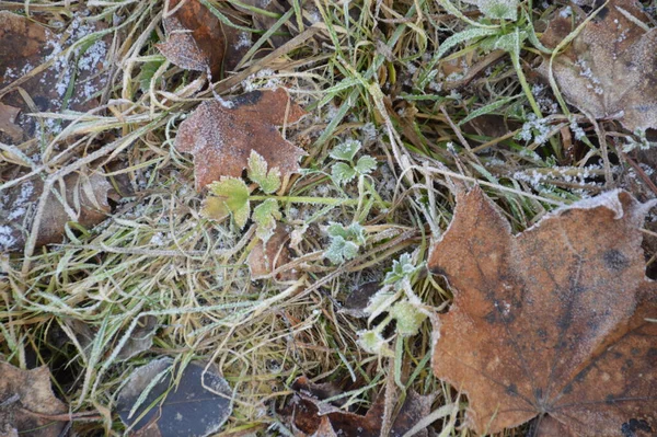 Ice Texture Ground Winter Patterns — 스톡 사진