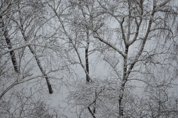 Şehirde Karla Kaplı Dallar Ağaç Gövdeleri — Stok fotoğraf