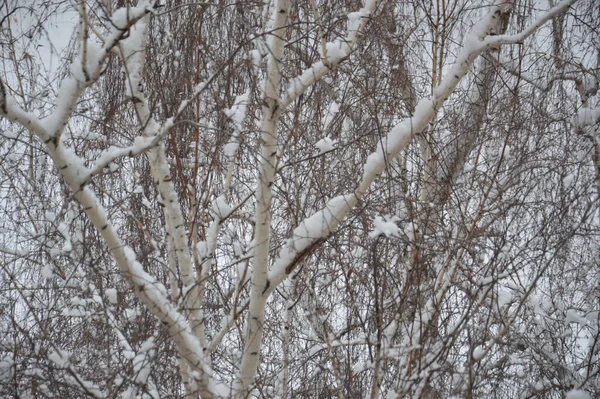 Branches Couvertes Neige Troncs Arbres Dans Une Ville — Photo